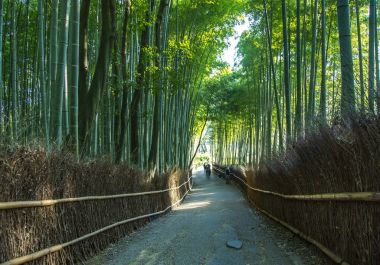 Japonya bambu ormanında Arashiyama
