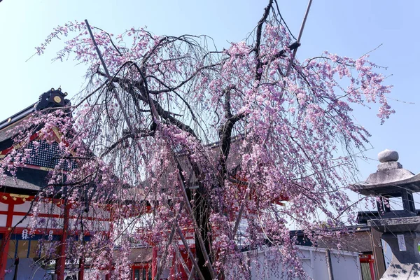 Kiraz çiçek açması ağaçlarda bir süs Bahçesi