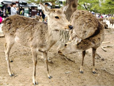 Japonya, Nara, Mart, 28, 2017-parkta Nara Parkı, Nara Ken genç geyik merkezi Nara büyük bir parktır. 1880 yılında kurulan, konumun çoğunun Nara'nın ana konumlar olduğunu
