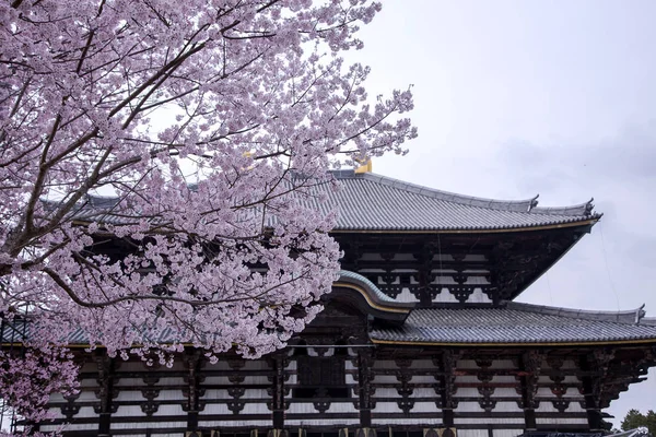 Grenar Blommande Körsbärsblommor Mot Bakgrund Den Antika Buddhistiska Templet Todai — Stockfoto