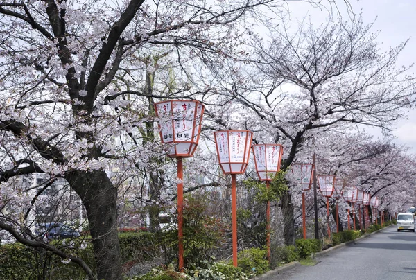 Sakura Sezon Kyoto — Stok fotoğraf