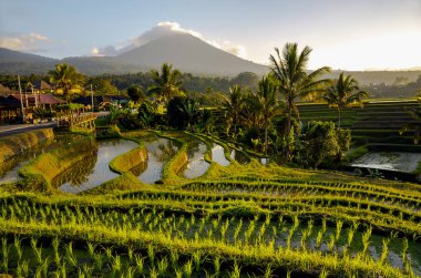 Beautiful sunrise over the Jatiluwih Rice Terraces in Bali. Tabanan, Indonesia clipart