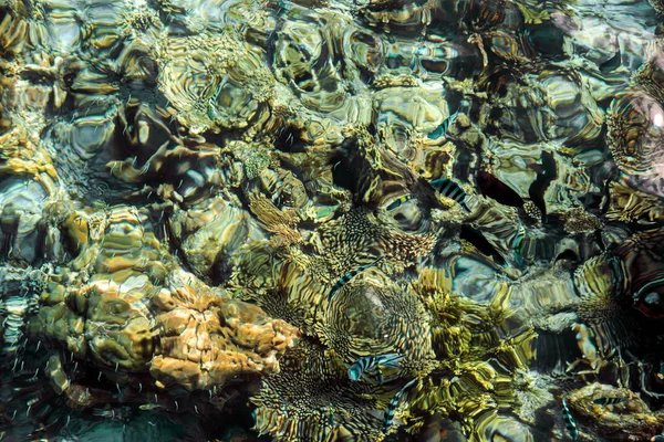 Abstract Picture Coloured Underwater World Indian Ocean Raja Ampat Islands — ストック写真