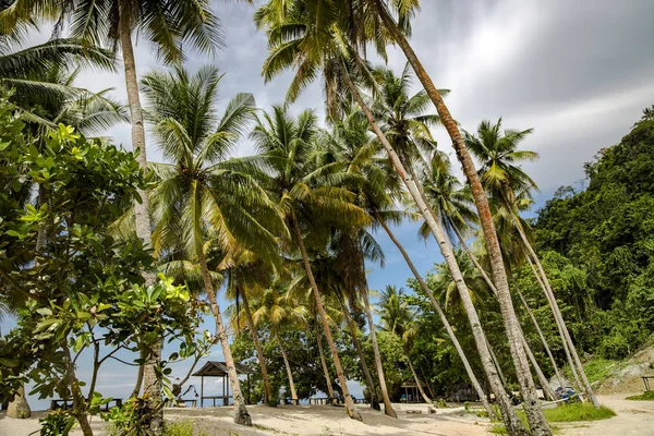 Tropisk Vegetation Stranden Pantai Base Vid Indiska Oceanen Sentani Jayapura — Stockfoto