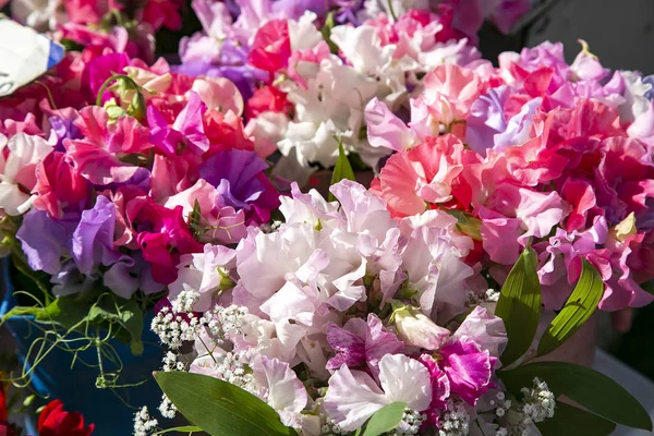 Flores Guisantes Dulces Multicolores Día Soleado Cerca —  Fotos de Stock