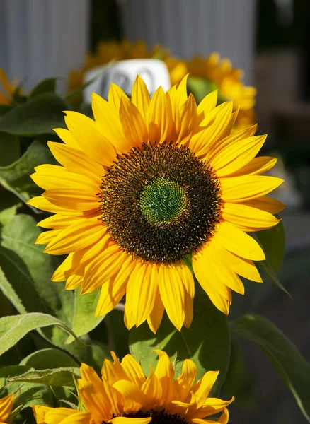 Closeup View Yellow Sunflower Sunny Day — 스톡 사진