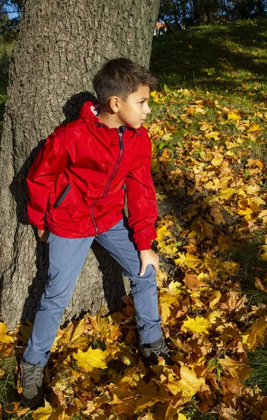 Ένα Αγόρι Ένα Φωτεινό Κόκκινο Σακάκι Στο Δάσος Του Φθινοπώρου — Φωτογραφία Αρχείου