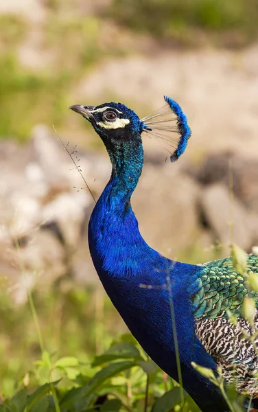 優雅な青い孔雀の胴のプロフィールとともに彼の頭の上に急落 — ストック写真