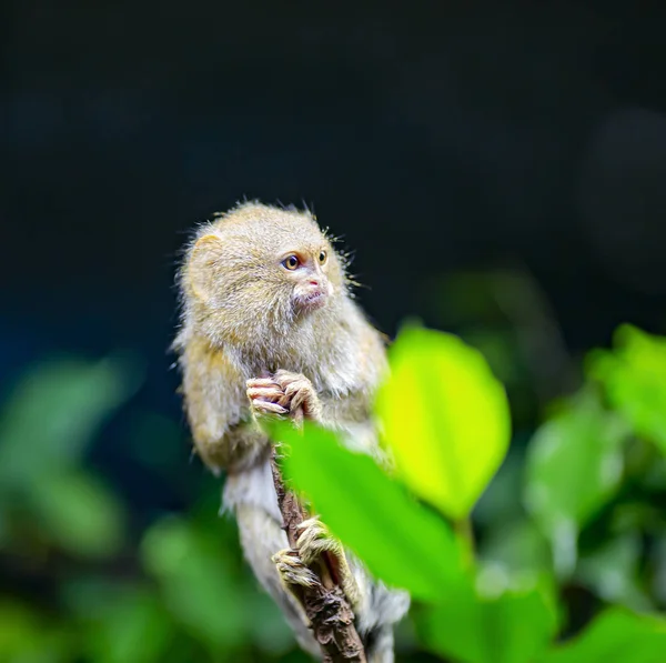 美丽的小矮猴或矮猴坐在绿叶间的树枝上 — 图库照片