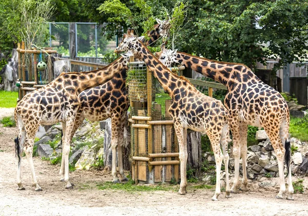 Čtyři Mladé Žirafy Jedí Seno Zoologické Zahradě Rize Lotyšsko — Stock fotografie