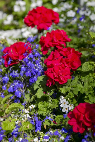 Летние Цветы Городском Парке Цветущие Клумбы Различными Растениями — стоковое фото
