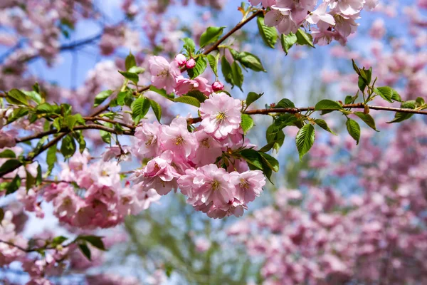 Branches Pink Blossoming Cherry Tree Early Spring — Stock Photo, Image