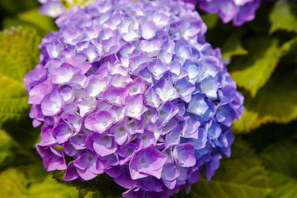 Rosa Hortensia Makrohylla Belyses Starkt Solljus Trädgården — Stockfoto