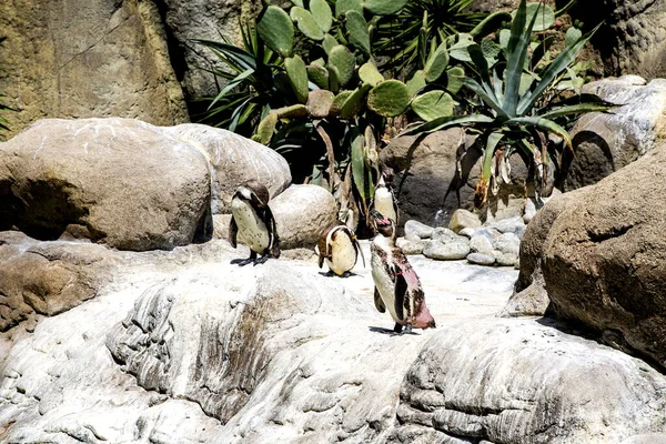 南アフリカのペンギンは 動物園の緑のサボテンの背景を背景に岩の上や太陽の下で立っています — ストック写真