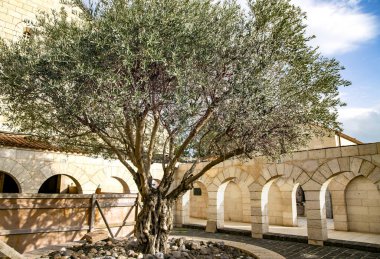 Latrun, İsrail 'deki Sessiz Keşişler Manastırı' nın bölgesindeki yaşlı zeytin ağacı