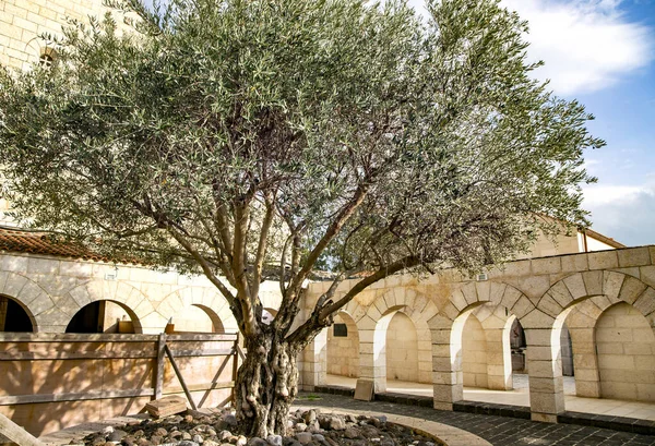 Oliveira Velha Território Mosteiro Dos Monges Silenciosos Latrun Israel — Fotografia de Stock