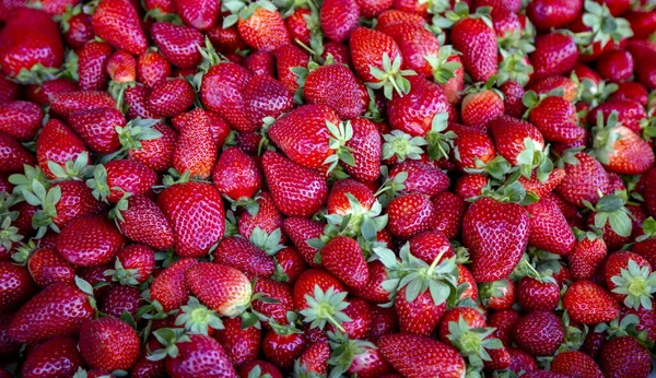 Fraise Fraîche Biologique Mûre Rouge Sur Marché Fermier Alimentation Végétarienne — Photo