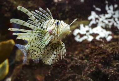 Akvaryumda aslan balığı latin adı Pterois volitans. Aslan balığı, Hint-Pasifik 'e özgü. Ayrıca zebra, ateş böceği, hindibalığı, lezzetli balık ya da kelebek morinası olarak da bilinir, zehirli dikenli yüzgeç ışınlarıyla karakterize edilir..