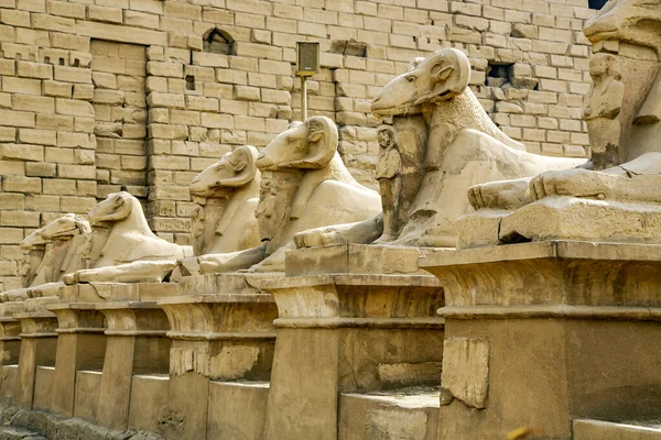 Sphinx Statues Dans Temple Karnak Louxor Egypte Complexe Temple Karnak — Photo