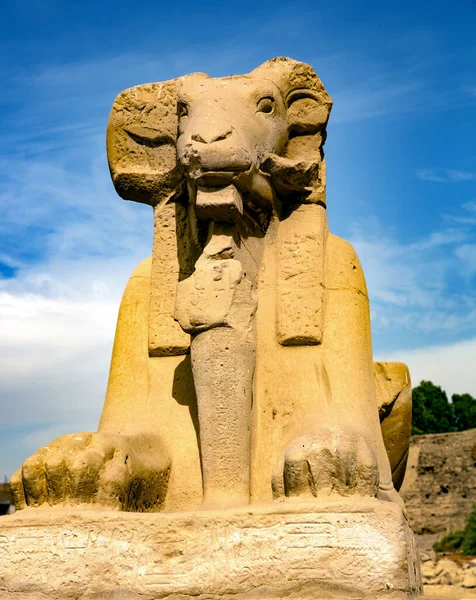 Karnak Tapınağındaki Sfenks Heykeli Luxor Mısır Karnak Tapınak Kompleksi Çürümüş — Stok fotoğraf