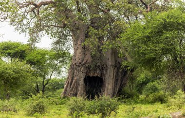 Güney Afrika, Tanzanya 'da yağmur mevsiminde savanadaki eski baobab ağacı