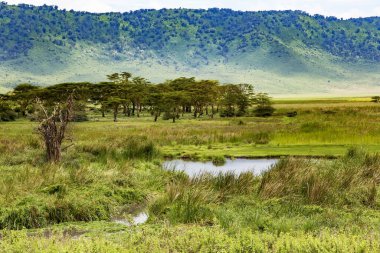 Ngorongoro Krateri Koruma Alanı, Şemsiye acacias Albizia ve Tanzanya 'da küçük bir göl. Doğu Afrika