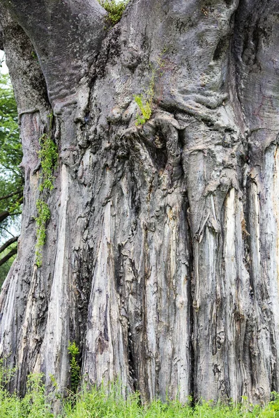 Mächtiger Dicker Alter Baobab Stamm Mit Grauer Rinde Enormes Volumen — Stockfoto