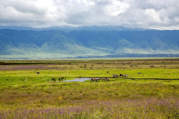 Obszar Ochrony Krateru Ngorongoro Stadami Roślinożernych Zwierząt Pastewnych Tle Chmur — Zdjęcie stockowe