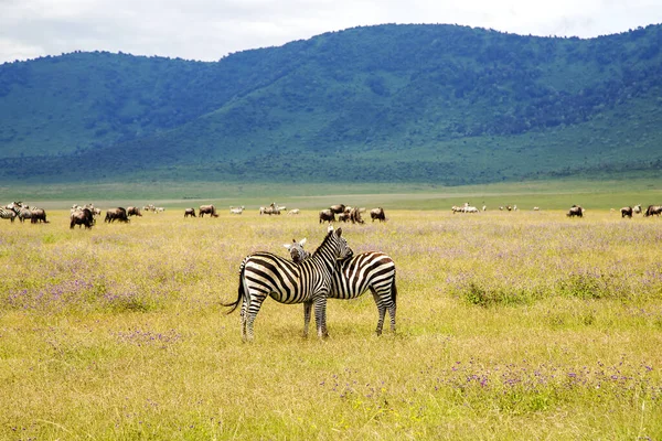 Ngorongoro Crater Conservation Area with herds of grazing herbivores on flowering meadows and zebras in the foreground, Tanzania. East Africa