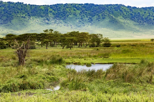Área Conservação Cratera Ngorongoro Com Umbrella Acacias Albizia Pequeno Lago — Fotografia de Stock