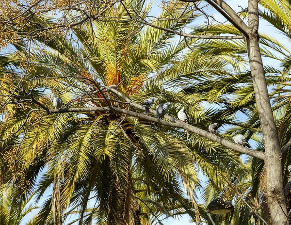 Flock Pigeons Sit Tree Branch Background Spreading Palm Tree City — Stock Photo, Image