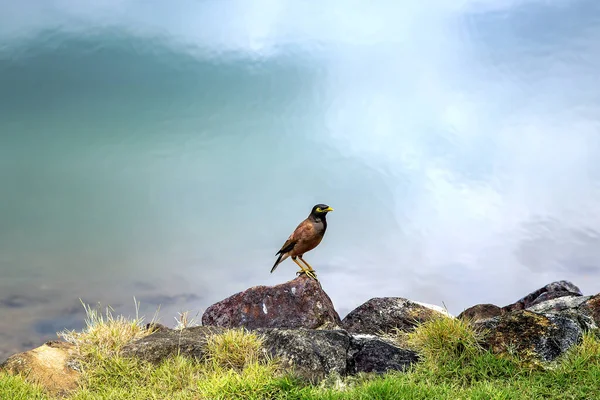 Asian Pied Starling Trova Una Pietra Uno Sfondo Acqua Blu — Foto Stock