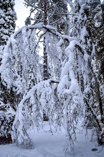 Zasněžený Borový Les Zataženém Polárním Dni Rovaniemi Finsko — Stock fotografie