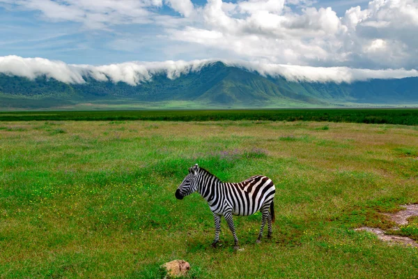 タンザニアのNgorongoro Crater Conservationエリアの緑豊かな牧草地で孤独なゼブラ草 東アフリカ — ストック写真