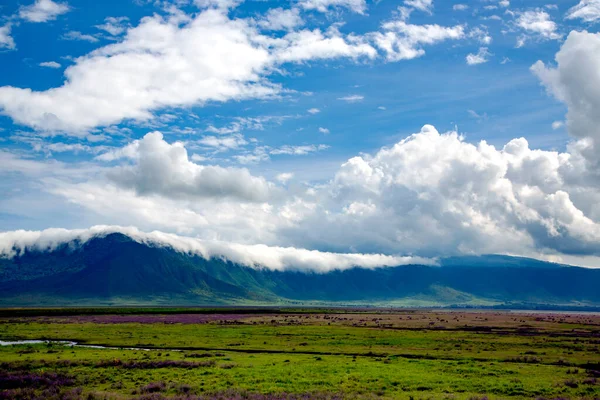 Dolina Ngorongoro Kwitnącymi Łąkami Tle Gór Chmurami Tanzanii Afryka — Zdjęcie stockowe