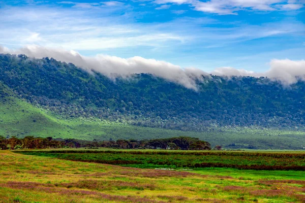 Ngorongoro Völgy Virágzó Rétek Hátterében Hegyek Felhők Tanzániában Afrika — Stock Fotó