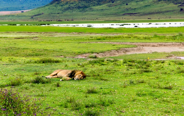 Gran León Africano Macho Con Una Hermosa Melena Gruesa Cicatrices — Foto de Stock