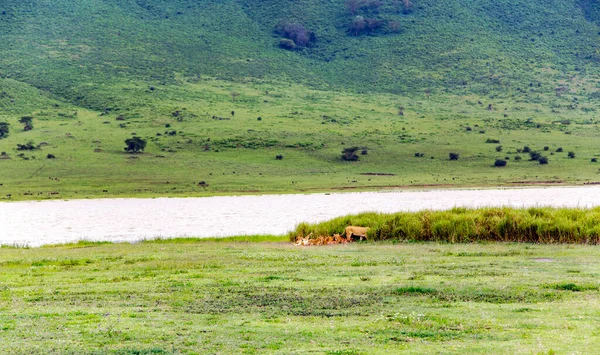 Fiatal Oroszlánok Kis Oroszlánkölykökkel Elrejtőzve Egy Nádasban Tanzániai Ngorongoro Kráterben — Stock Fotó
