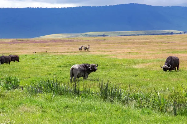 非洲水牛是一种大型的非洲哺乳动物 在坦桑尼亚恩戈龙戈罗保护区的茂密的草地上吃草 — 图库照片