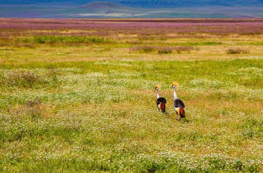 Ngorongoro Krateri, Tanzanya 'nın çiçek açan ovasında iki taç takmış turna kuşu.