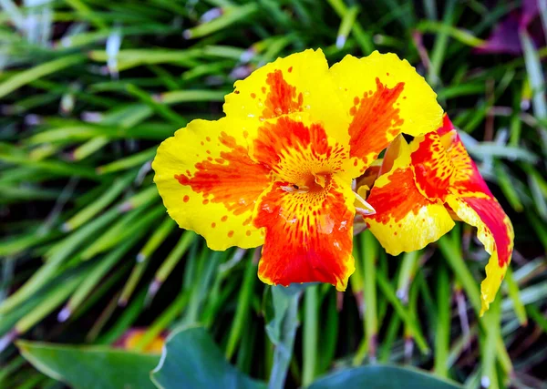 Primeros Planos Orquídeas Tropicales Raras Las Selvas Tropicales Costa Rica — Foto de Stock