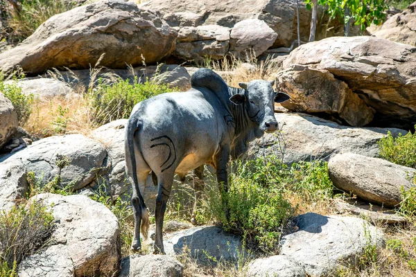 若い灰色の牛Zebu Hadza族の石の間で放牧 ゼバスは農業や輸送に使われる — ストック写真