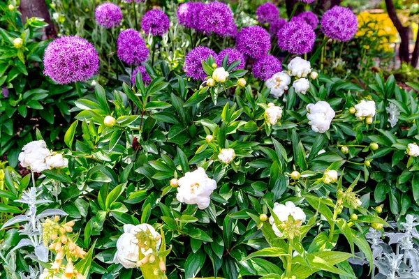 春天的一个下午 巴黎的一个春天的花园里 开着盛开的白牡丹 — 图库照片