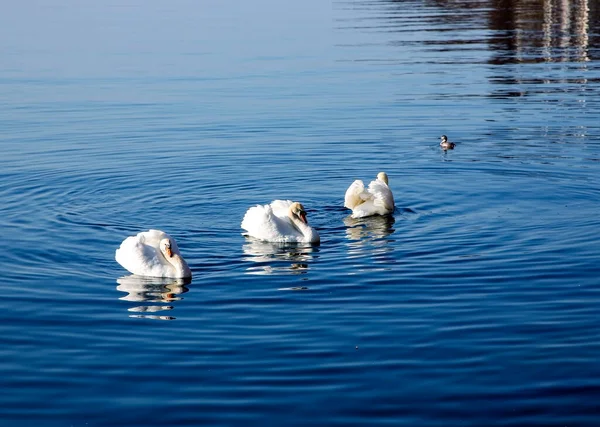 Labutí Rodina Čistých Vodách Ženevského Jezera Montreux Švýcarsko — Stock fotografie