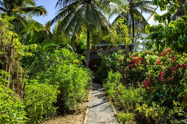 Tropikalny Park Palmami Wybrzeżu Morza Południowochińskiego Mui Wietnam — Zdjęcie stockowe