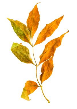 Sonbahar akçaağaç şube ile izole bırakır