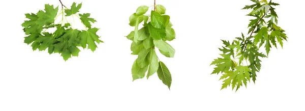Stellen Sie den Zweig mit grünen Sommerblättern isoliert — Stockfoto