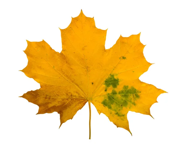 Ramo de bordo de outono com folhas isoladas — Fotografia de Stock