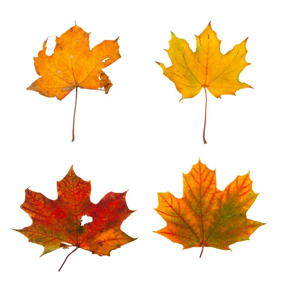 Set the autumn maple branch with leaves isolated — Stock Photo, Image