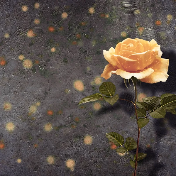 Gyönyörű Sárga Rózsa levelei a háttérben — Stock Fotó